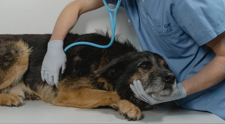 Pet Emergency | Services | Riverview Animal Hospital